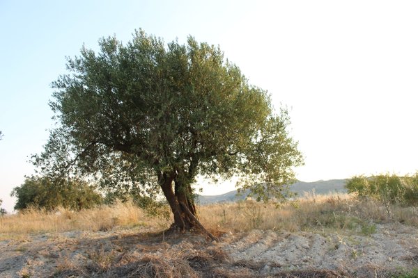 Ein über 100 Jahre alter Olivenbaum auf unserer Plantage.