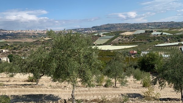 Ein Blick über unsere Olivenbaumplantage mit der Stadt Naro im Hintergrund.