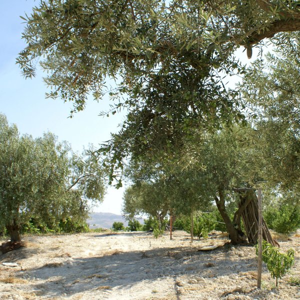 Uralte Olivenbäume auf unserem Cavaliere Novella Landgut.