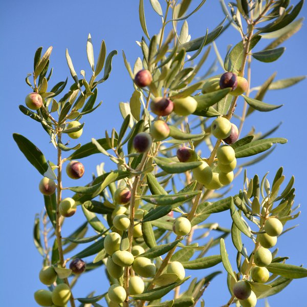 Oliven am Baum kurz vor der Ernte.