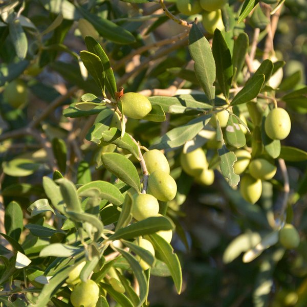 Oliven am Baum kurz vor der Ernte.